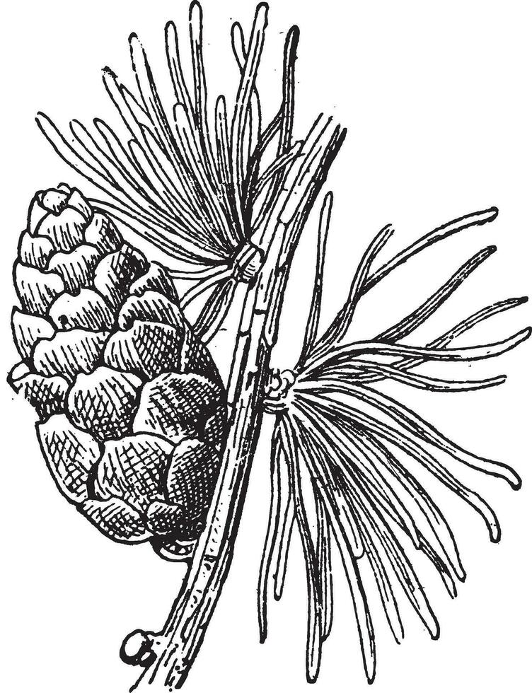 mélèze laricin mélèze ou Larix laricine, ancien gravure vecteur