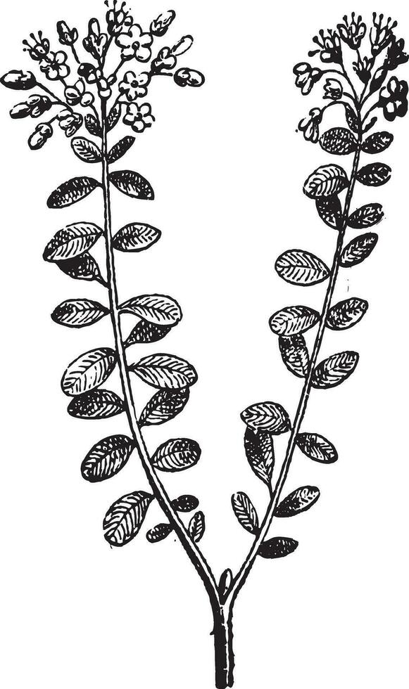 sauvage Romarin ou rhododendron tomenteux, ancien gravure vecteur