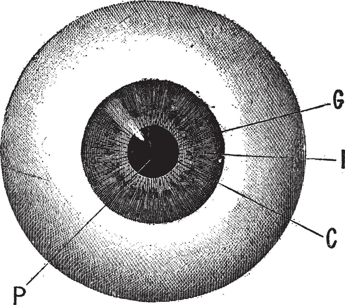 iris, ancien gravure. vecteur