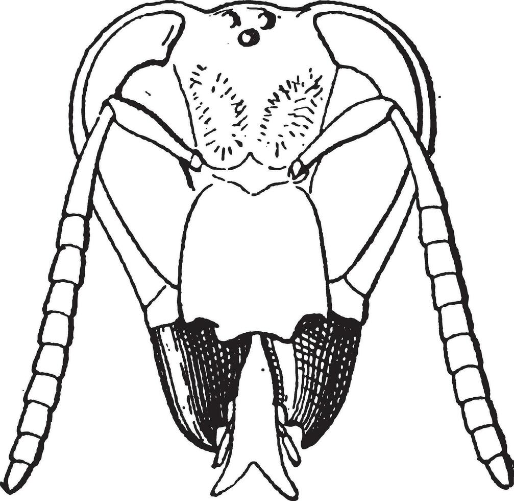 insecte mandibule, ancien gravure vecteur