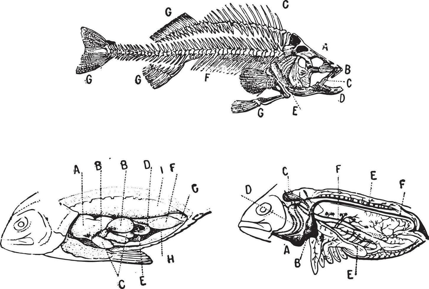 squelette, digestif et circulatoire système de une poisson, ancien gravure. vecteur