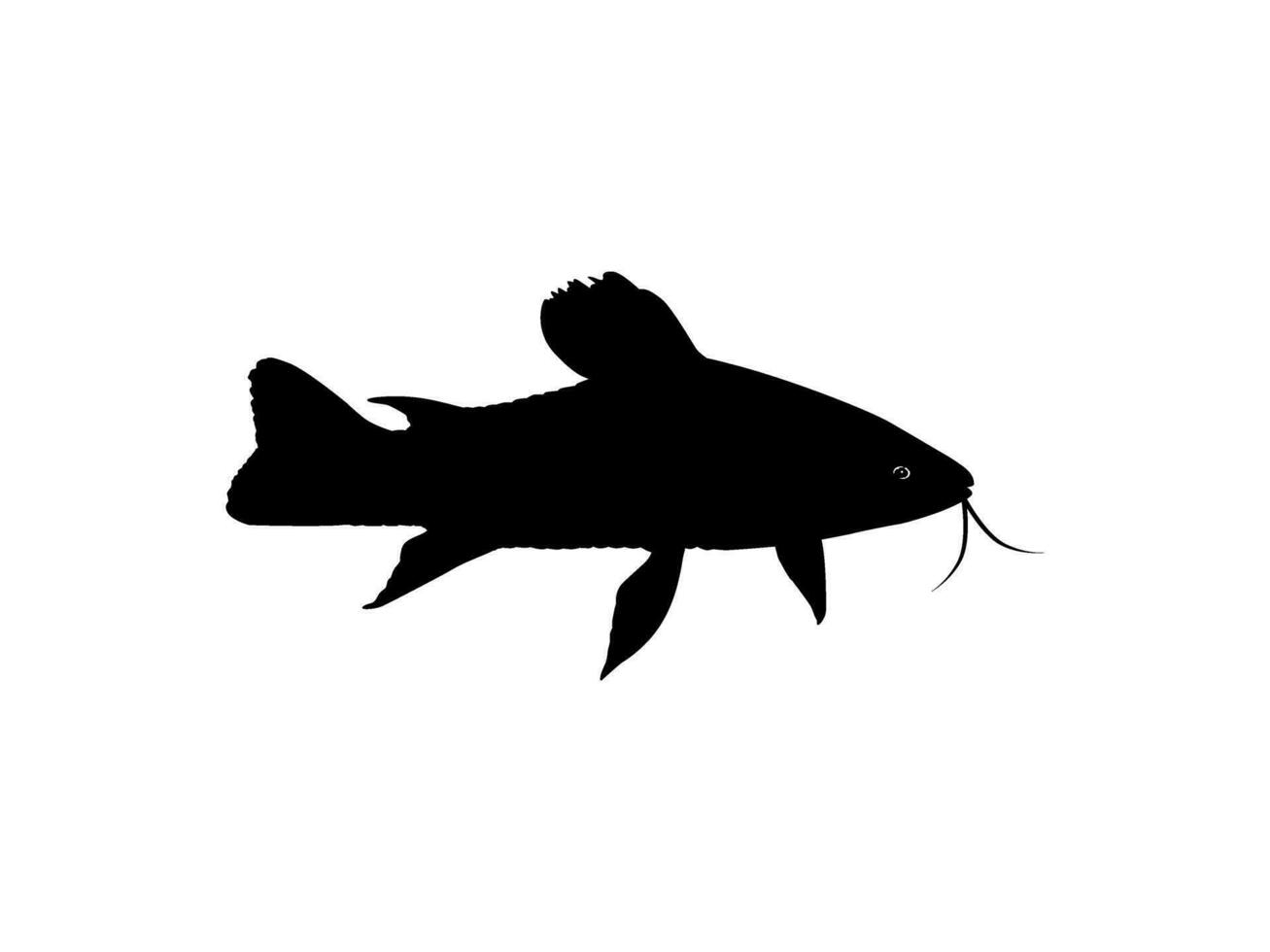 silhouette de le le kilowatts kilowatts ou hoplosternum littorale est une espèce de blindé Poisson-chat de le callichthyidés famille. vecteur illustration