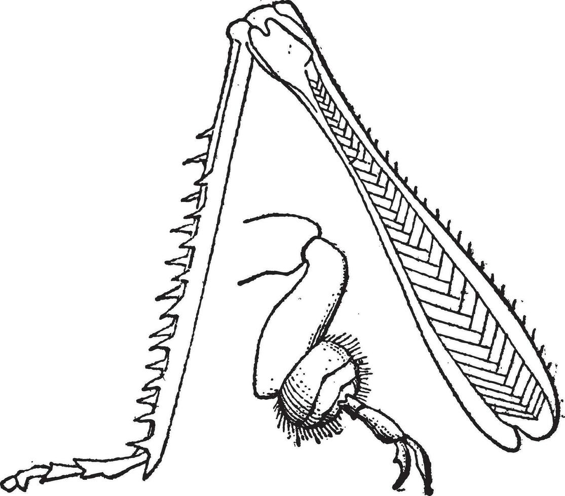 figure 9. insecte, de derrière jambes de une sauterelle, ancien gravure. vecteur