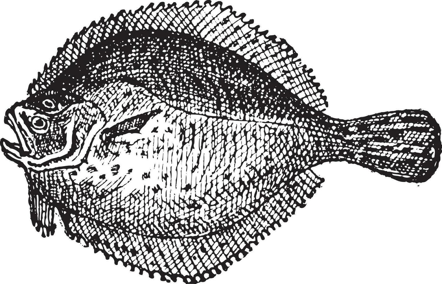 turbot ou scophthalme maximus, ancien gravure vecteur