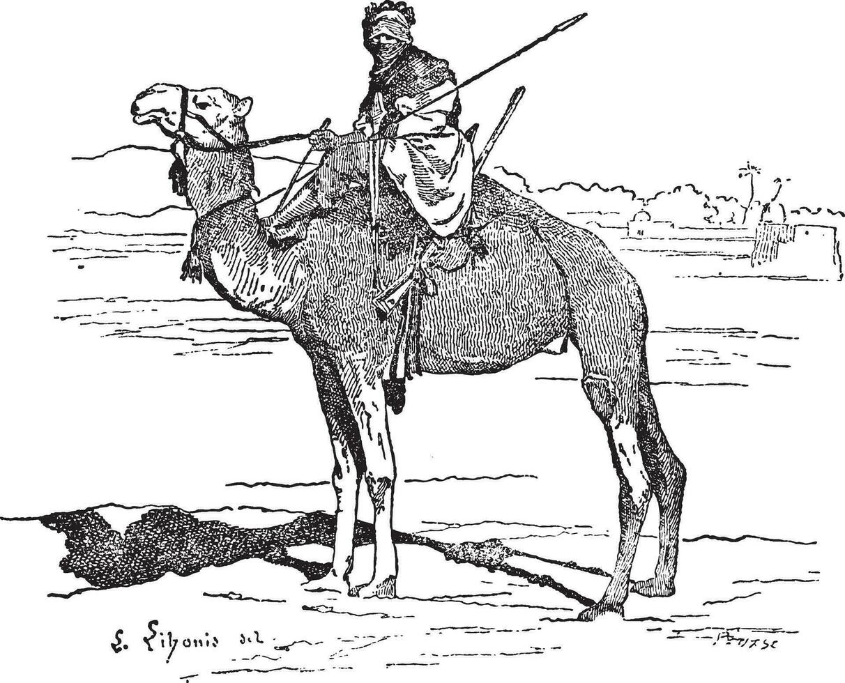 touareg, tribu de le Sahara, ancien gravure. vecteur