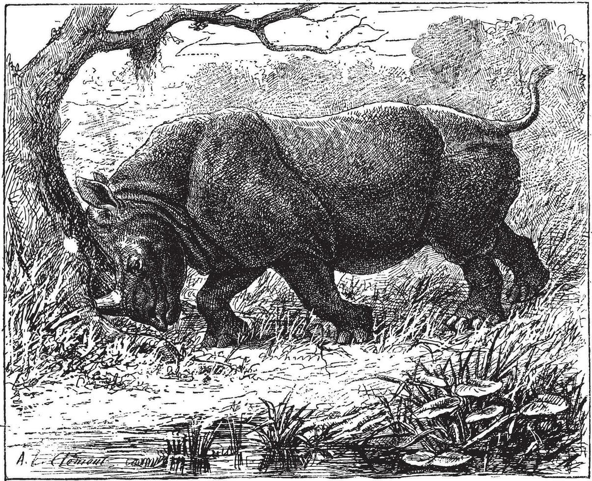 rhinocéros, ancien gravure. vecteur