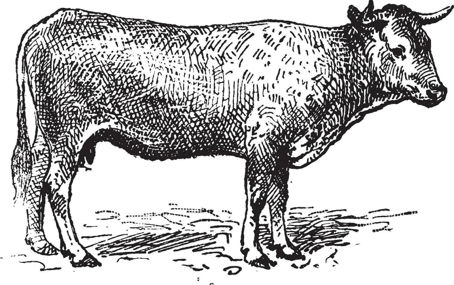 garonne bétail, ancien gravure. vecteur