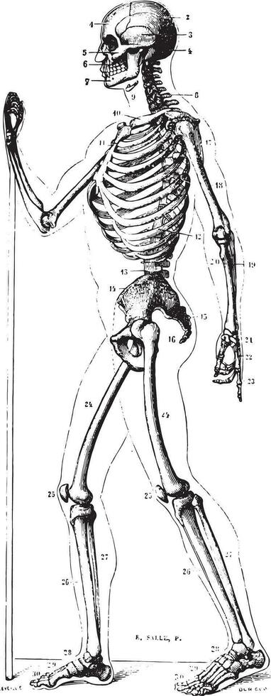 squelette, ancien gravure. vecteur