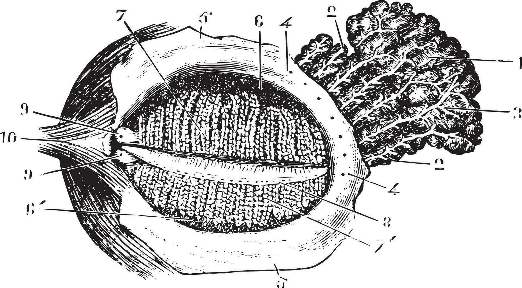 face avec Profond paupière lacrymal glande, ancien gravure. vecteur