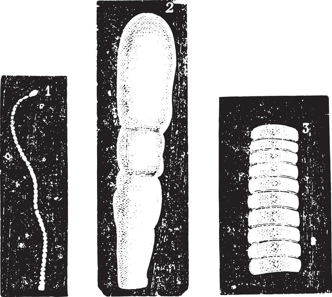 botriocéphale, ancien gravure. vecteur