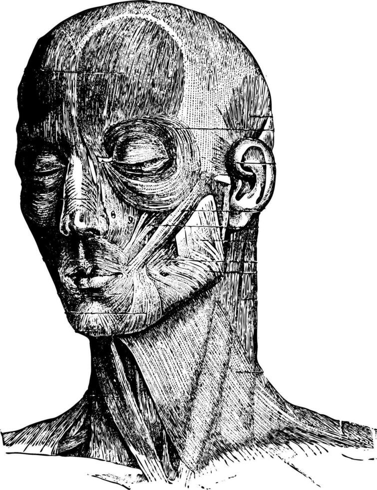 muscles de le Humain visage et joue, ancien gravure vecteur