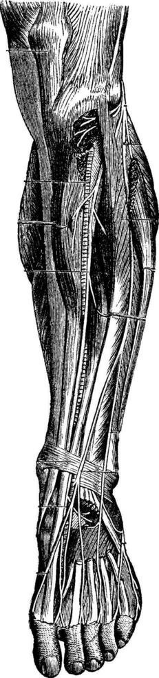 antérieur Région de le jambe, ancien gravure vecteur
