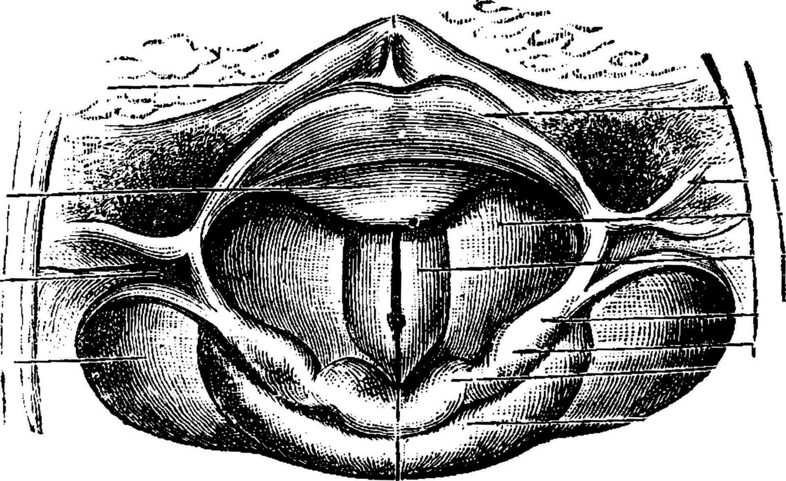 Ordinaire larynx, ancien gravure vecteur