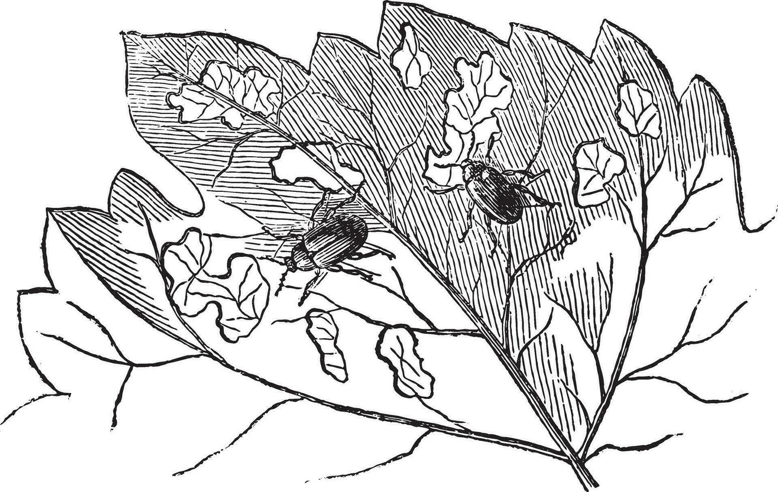 occidental grain de raisin chrysomèle des racines, ancien gravure. vecteur
