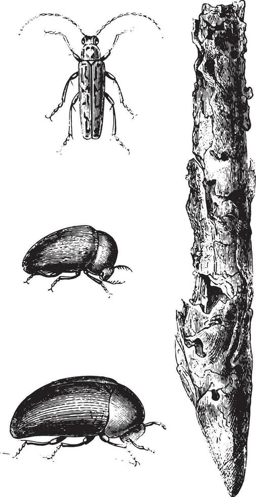 destructeur insectes le tabac, ancien gravure. vecteur