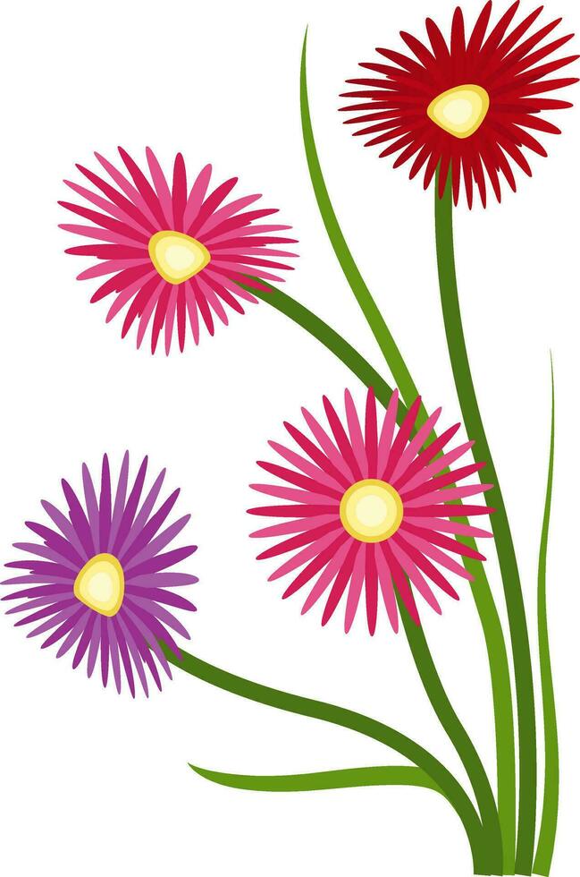 vecteur illustration de Orange violet et rouge aster fleurs sur blanc Contexte.