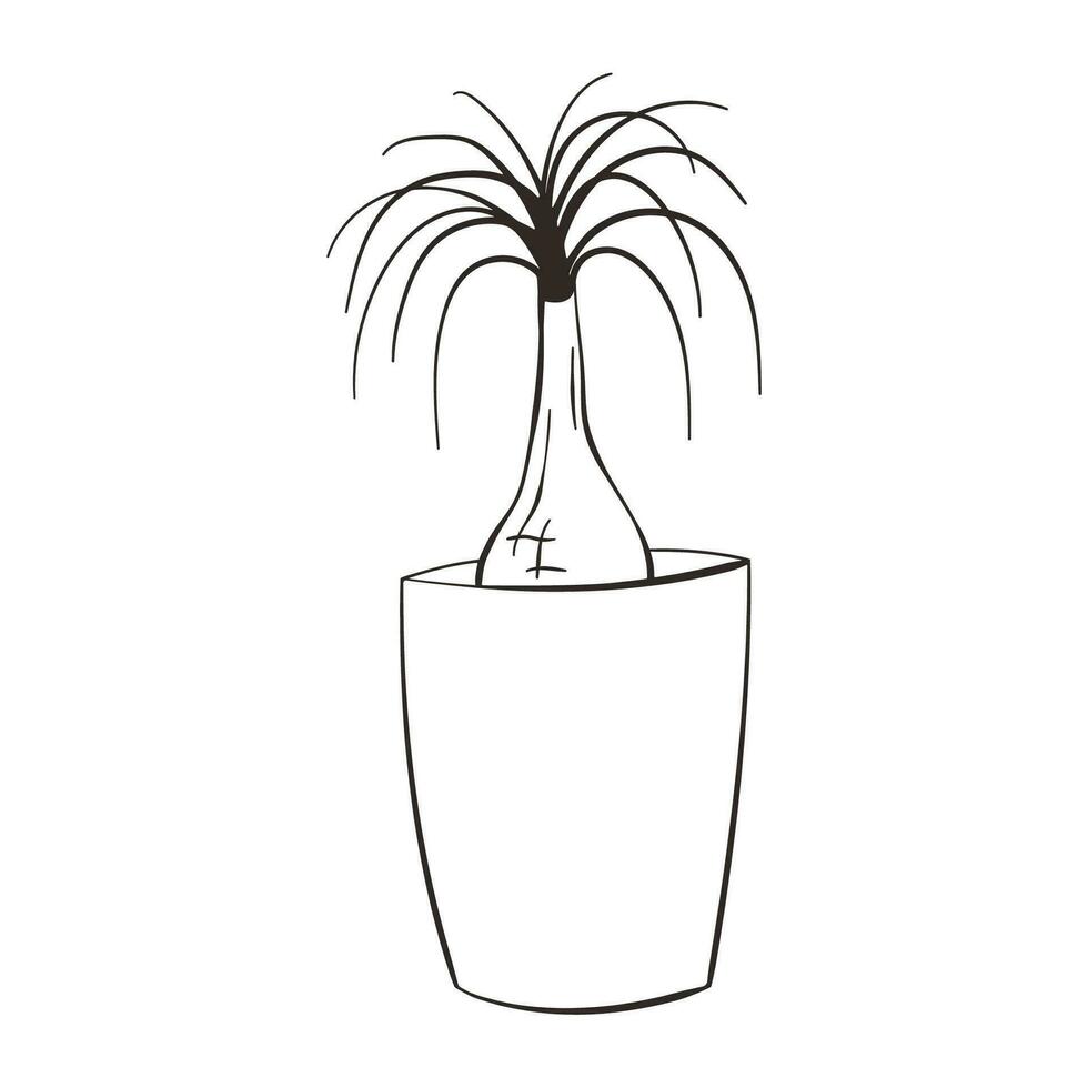 beaucarnée recurvata ligne art icône. magnifique maison plante dans pot. plante d'appartement se soucier concept. noline paume arbre silhouette. isolé vecteur illustration.