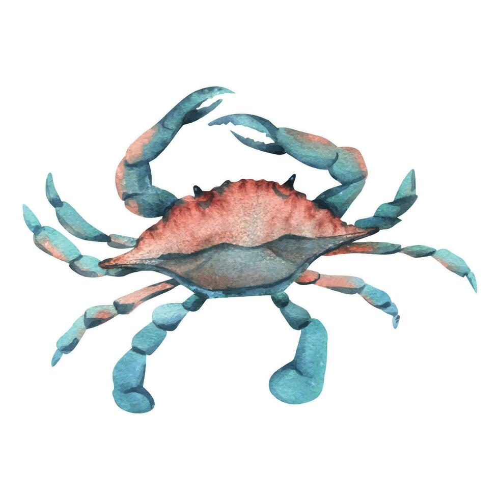 bleu Crabe Haut vue dans turquoise et corail couleur. main tiré aquarelle illustration. mer animaux, sous-marin monde, Fruit de mer. isolé objet sur une blanc Contexte pour décoration et conception. vecteur eps