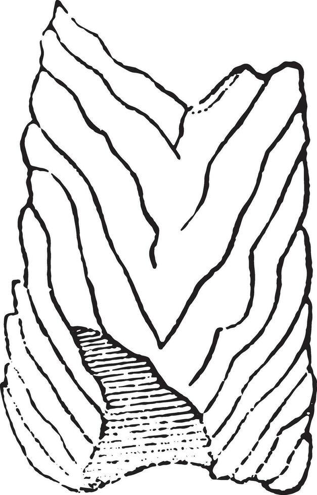 longitudinal section de une coprolithe dans craie, ancien gravure. vecteur