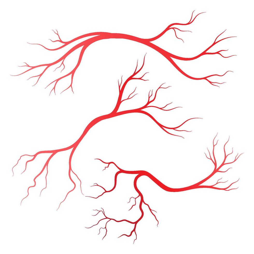 illustration des veines et des artères humaines vecteur