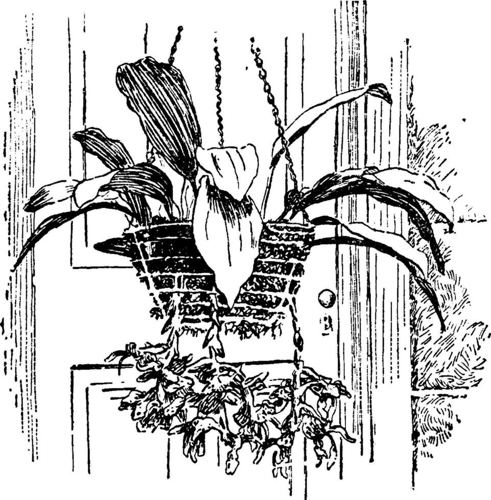 stanhopéa insigne ancien illustration. vecteur