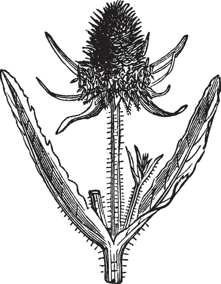 plus plein théière ancien illustration. vecteur