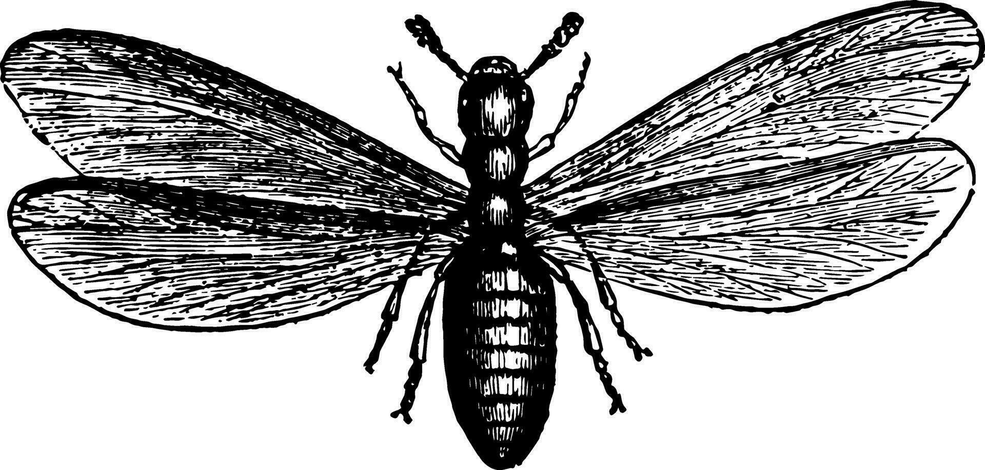 Masculin termes lucifugus ancien illustration. vecteur