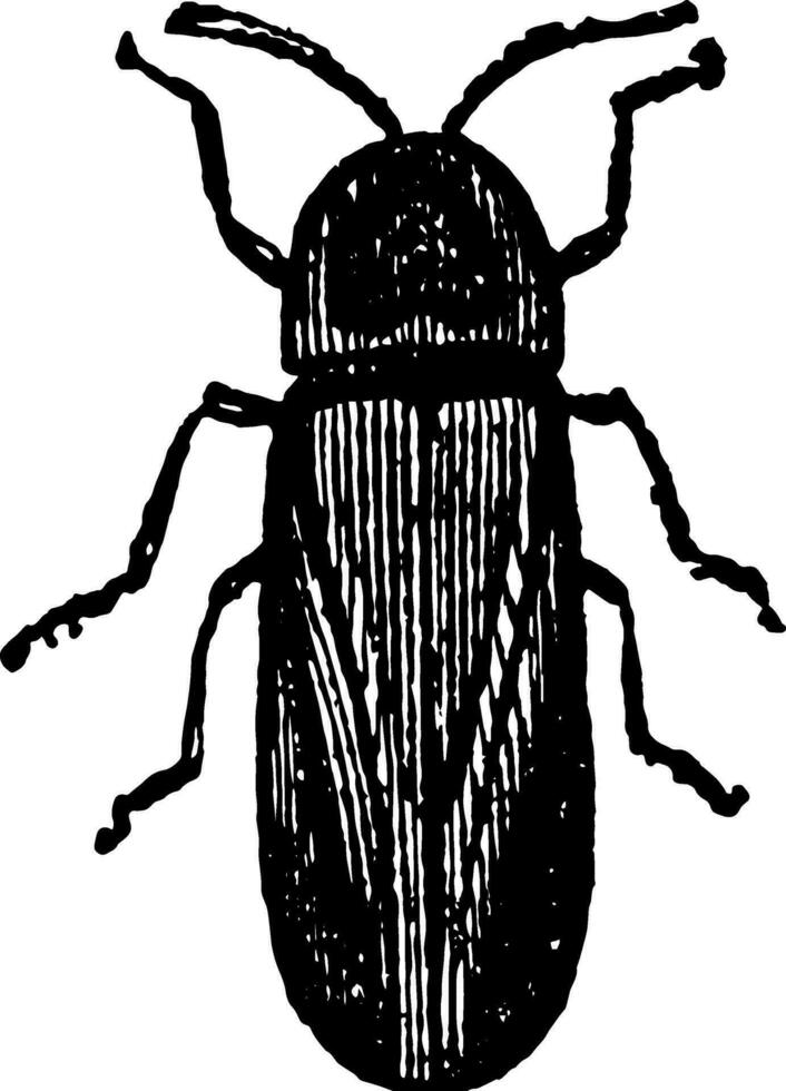 Masculin lampyris noctiluca ancien illustration. vecteur