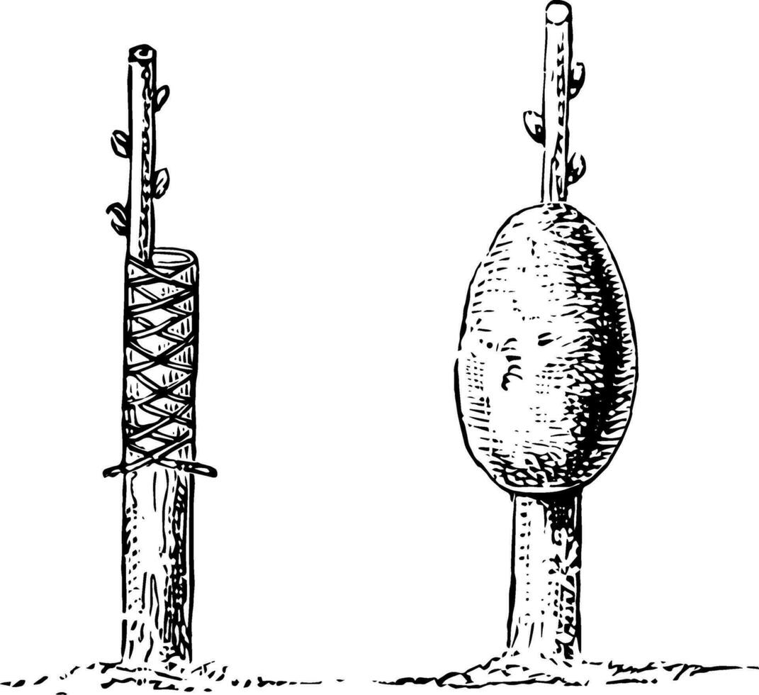 mode de attacher et argile greffer ancien illustration. vecteur