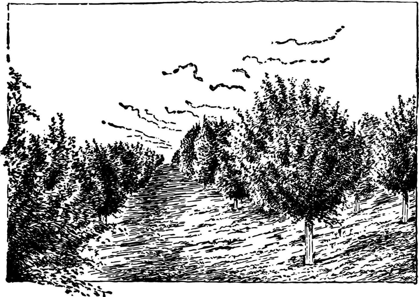 Nebraska Pomme verger, ancien illustration. vecteur