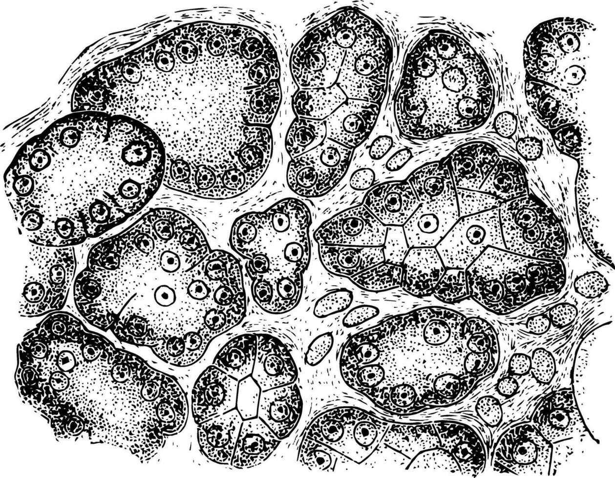 section de une muqueux glande après stimulation, ancien illustration vecteur