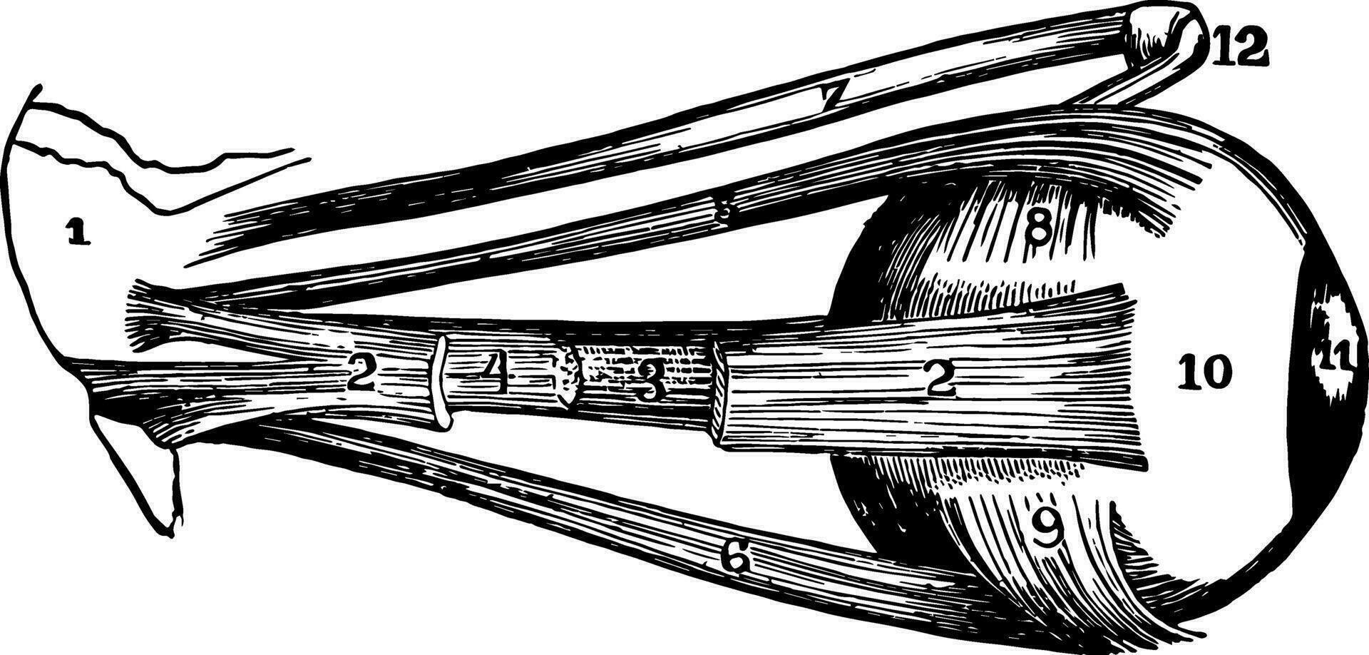 externe muscles de le élève, ancien illustration. vecteur