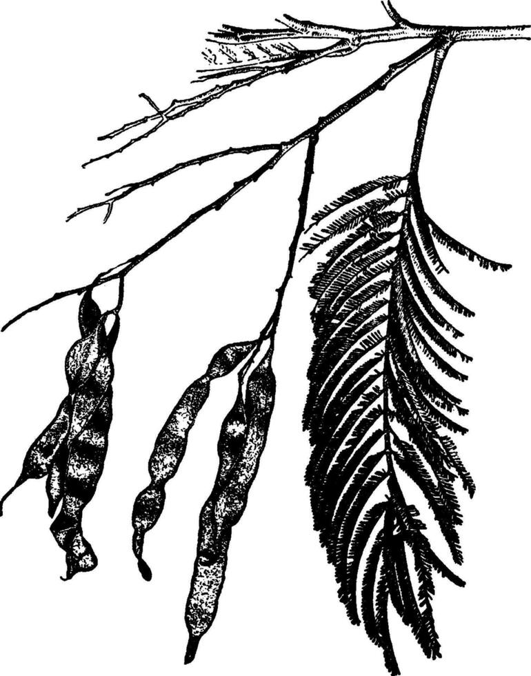 argent acacia ancien illustration. vecteur