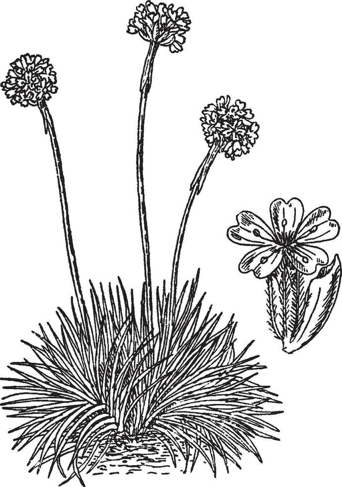 armeria vulgaris ancien illustration. vecteur