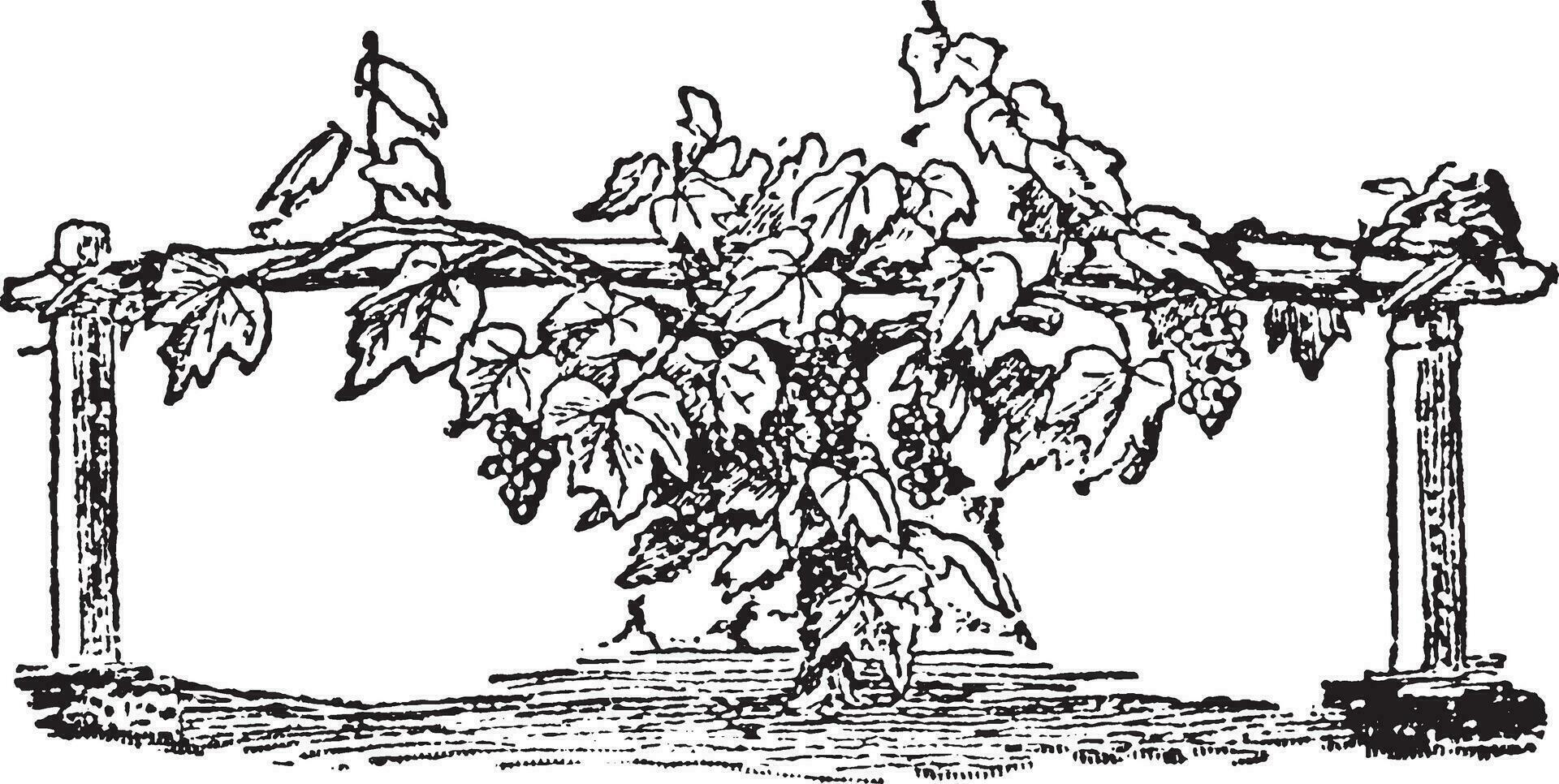 grain de raisin vigne ancien illustration. vecteur