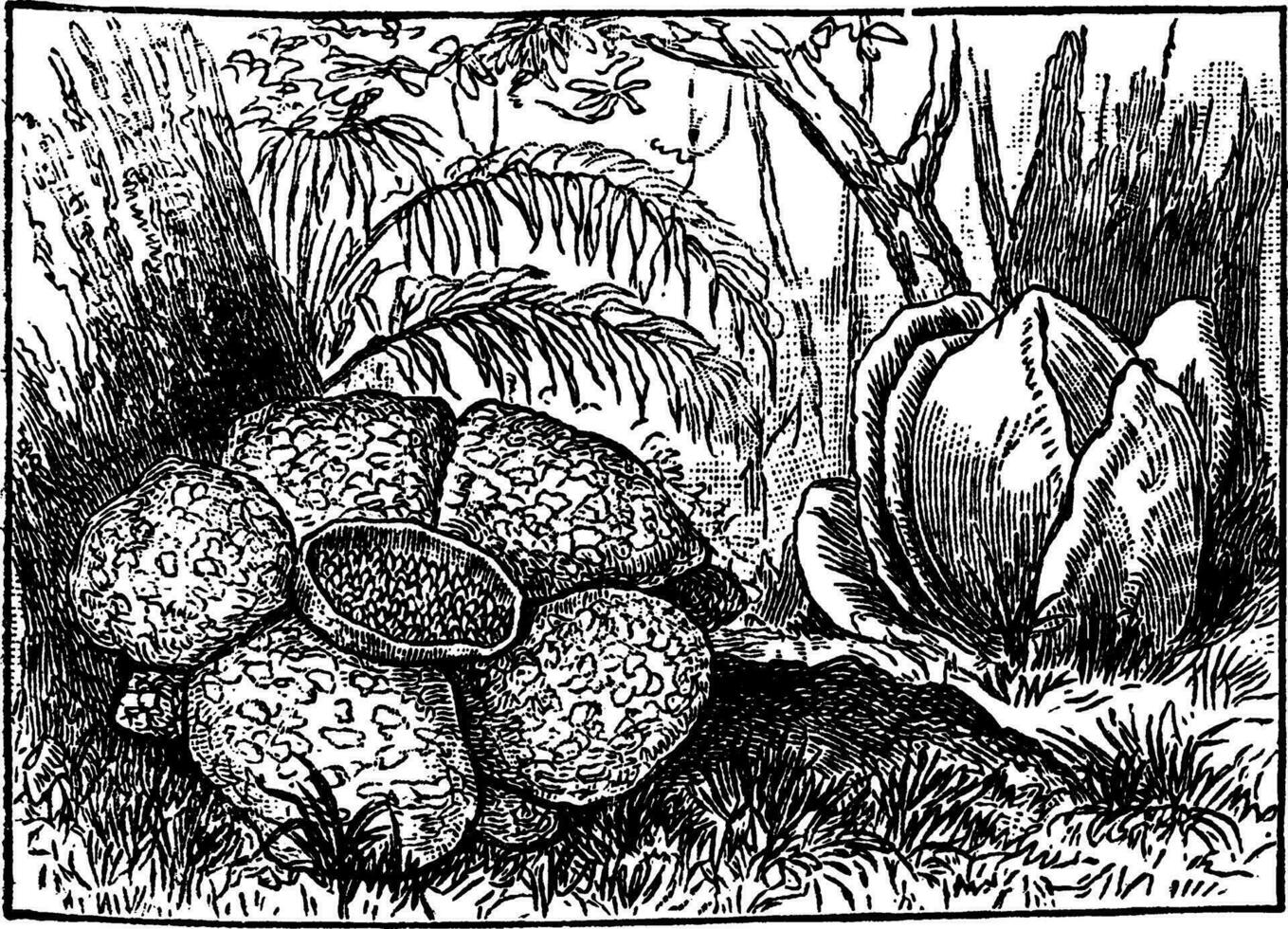 tombola, fleur, parasite, végétaux, gigantesque ancien illustration. vecteur