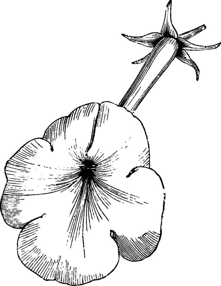 achimènes longiflora fleur ancien illustration. vecteur