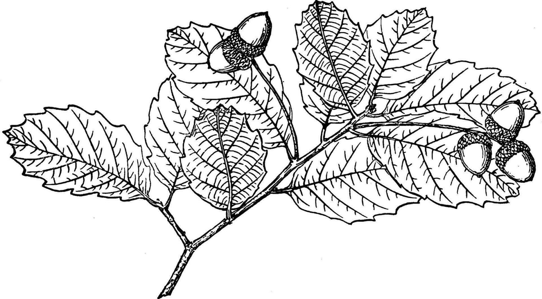 branche de quercus reticulata ancien illustration. vecteur