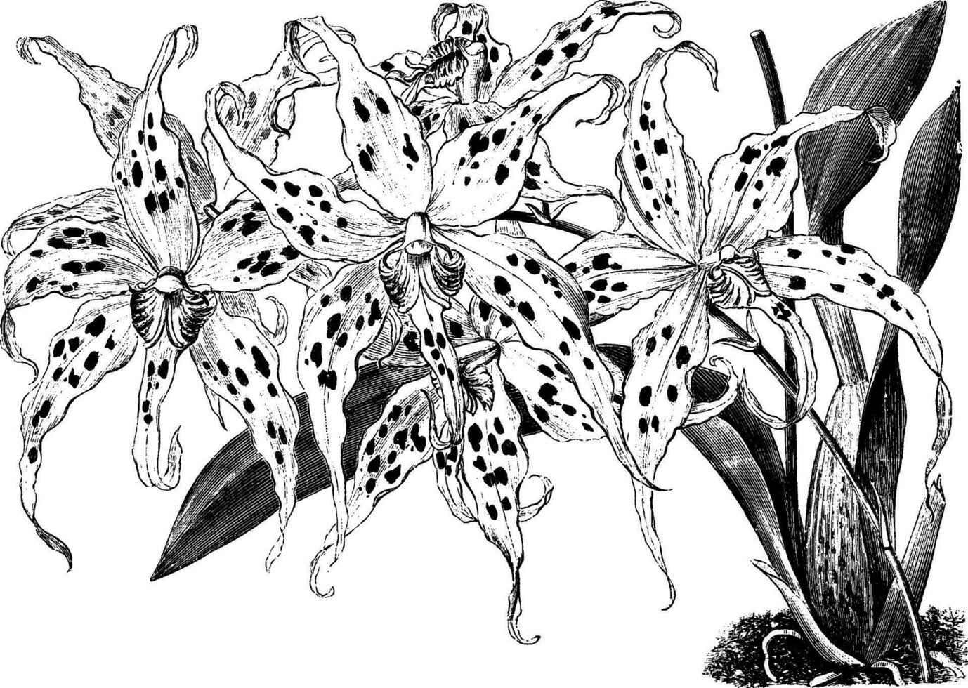 odontoglossum cirrhose ancien illustration. vecteur