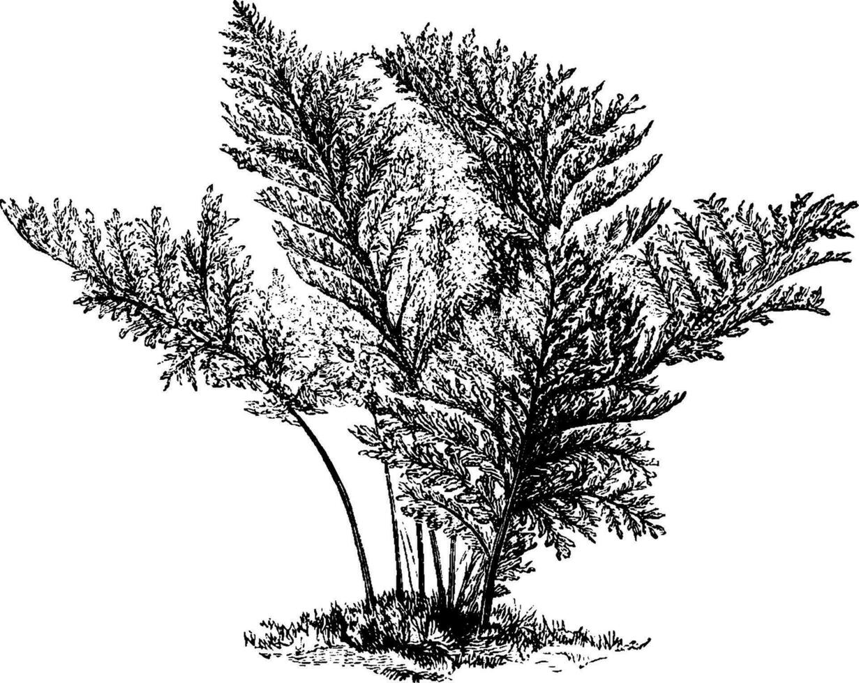 polypodium vulgare élégantissimum ancien illustration. vecteur