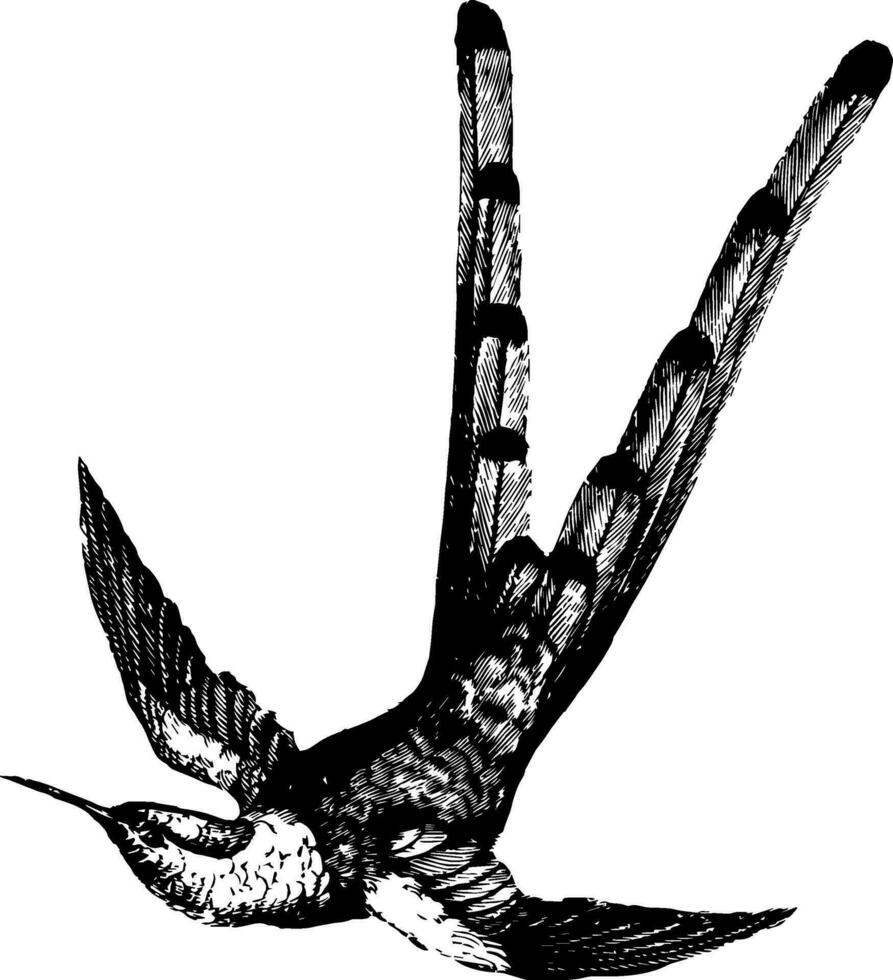 bar à queue colibri, ancien illustration. vecteur