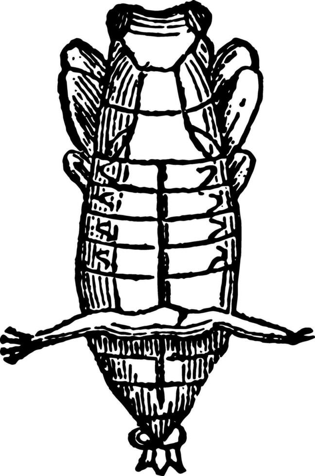 plus haut côté de pupe de tigre scarabée ancien illustration. vecteur