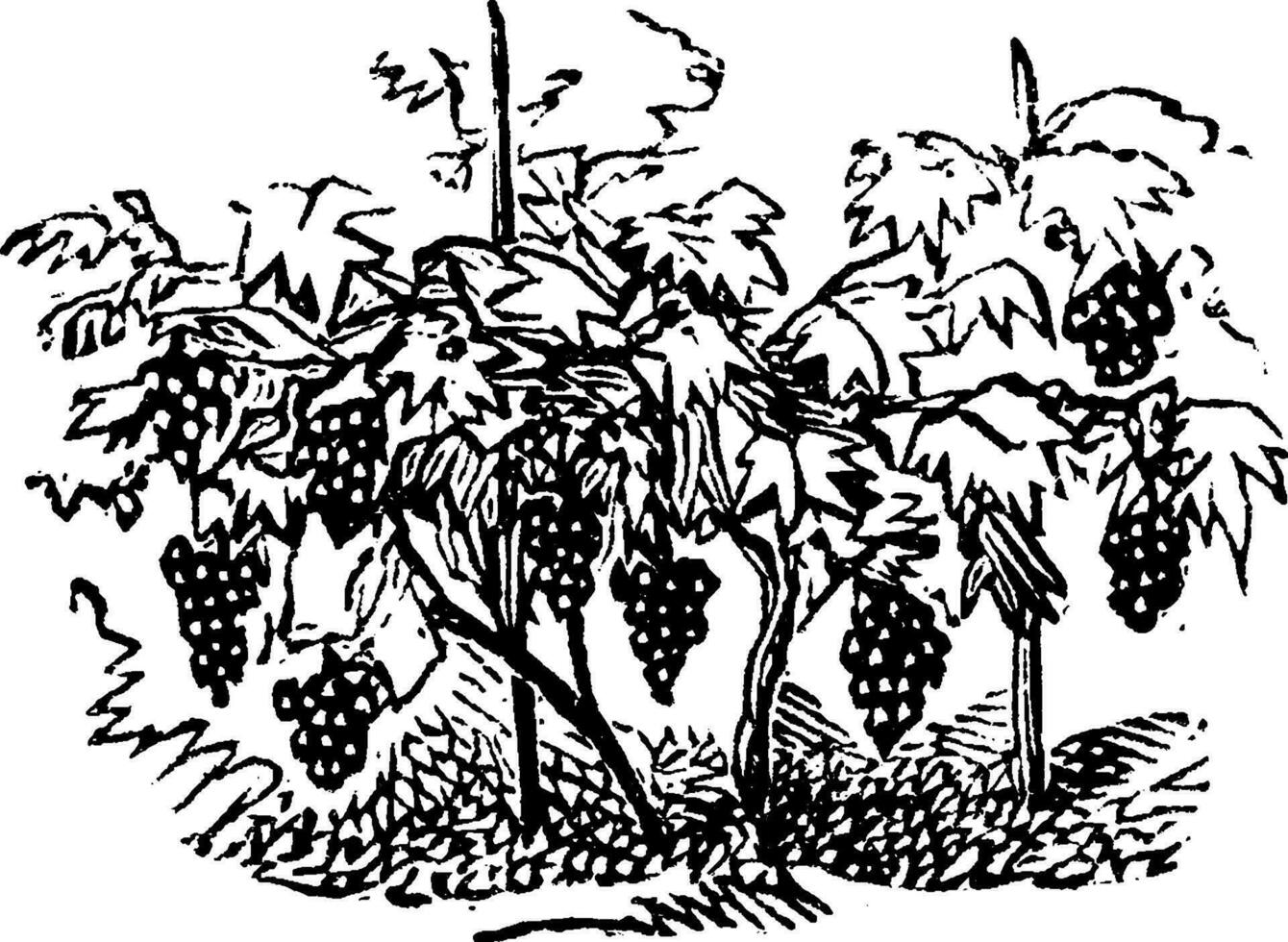 vigne ancien illustration. vecteur