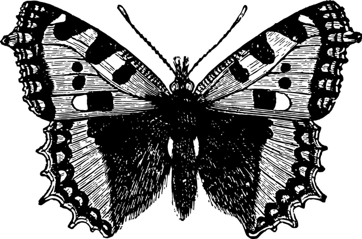 petit tortue coquille papillon ancien illustration. vecteur