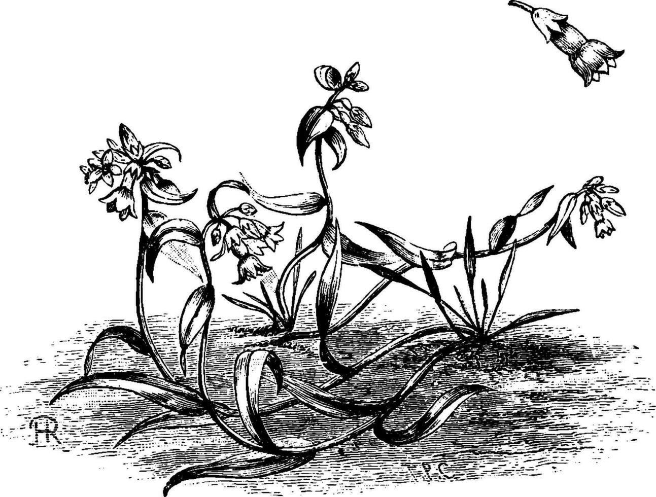 habitude et détaché fleur de mertensia dahurica ancien illustration. vecteur