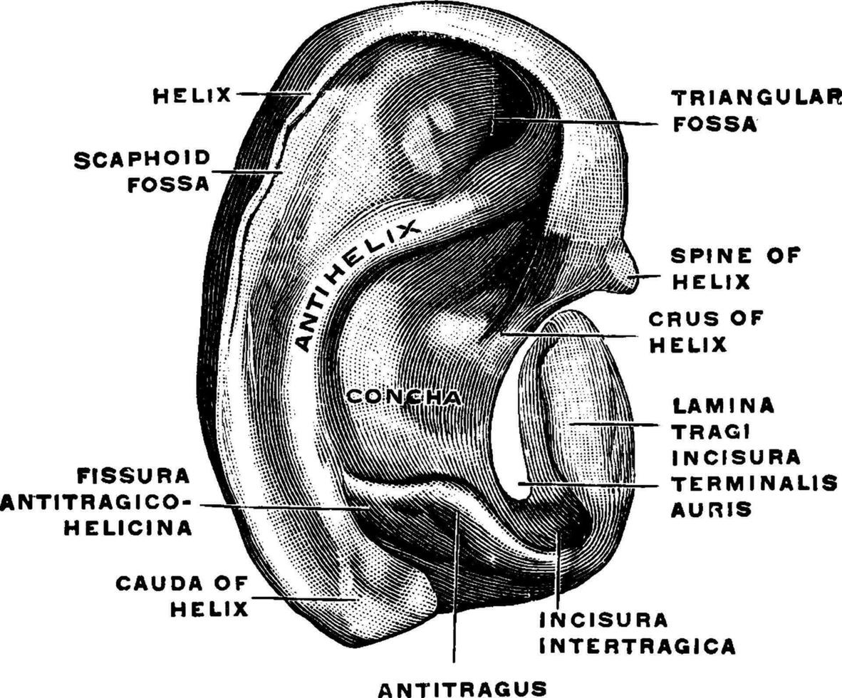 oreille cartilage, ancien illustration. vecteur