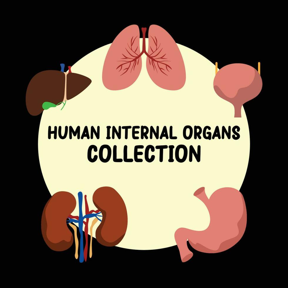 Humain interne organes plat vecteur collection ensemble