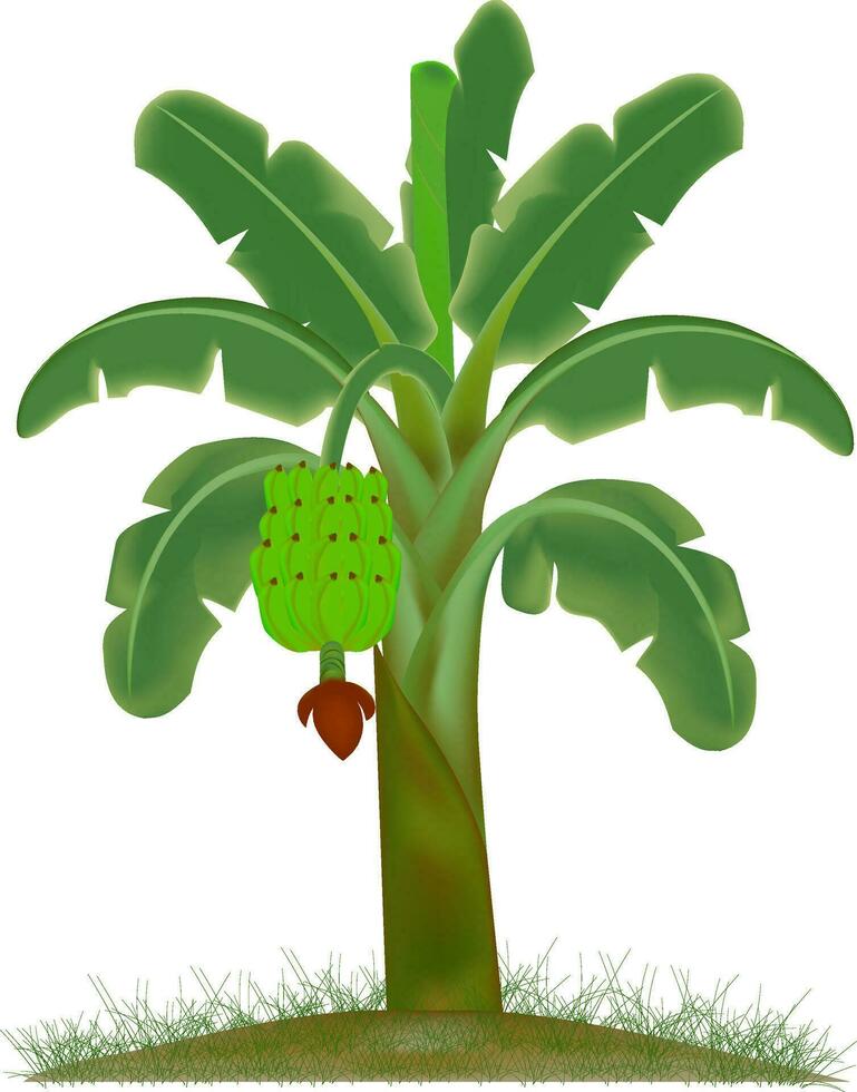 illustration de banane arbre vecteur conception avec mûr banane vecteur