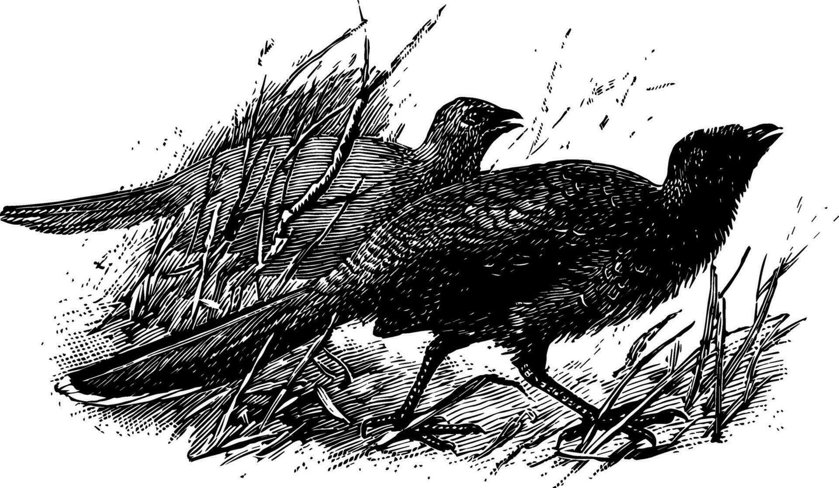 plaine chachalaca, ancien illustration. vecteur