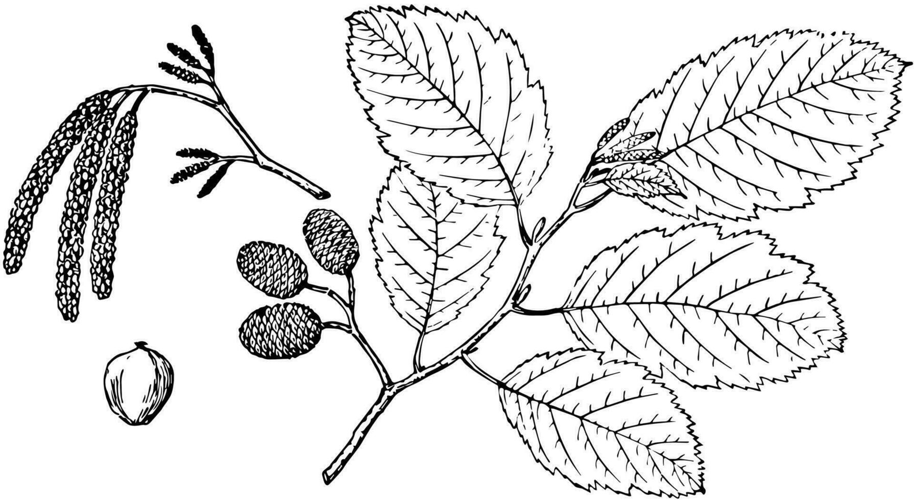 branche de gris aulne ancien illustration. vecteur